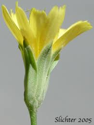 Attēlu rezultāti vaicājumam “Lapsana communis flower”