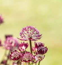 Image result for Astrantia majon `Abbey Road`