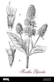 Image result for Menta x piperita