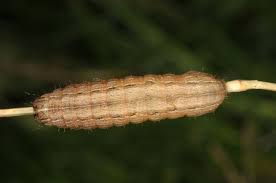 Attēlu rezultāti vaicājumam “Leucania comma”