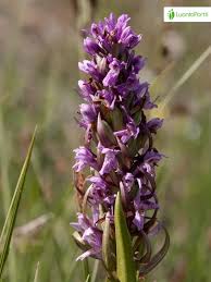 Attēlu rezultāti vaicājumam “Dactylorhiza cruenta flower”