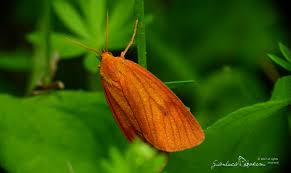 Attēlu rezultāti vaicājumam “Diacrisia sannio”