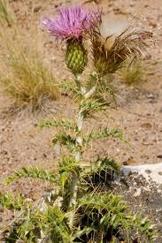 Attēlu rezultāti vaicājumam “Cirsium x rigens leaf”
