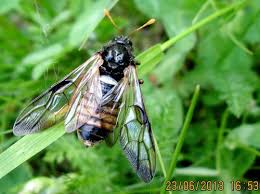 Attēlu rezultāti vaicājumam “Cimbex femoratus”