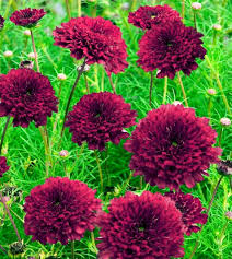 Image result for Cosmos bipinnatus `Double Click`