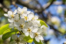 Attēlu rezultāti vaicājumam “Pyrus communis flower”