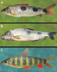 Attēlu rezultāti vaicājumam “Inonotus leporinus”