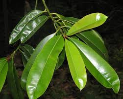 Attēlu rezultāti vaicājumam “Clusiaceae”