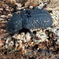 Attēlu rezultāti vaicājumam “Bolitophagus reticulatus”