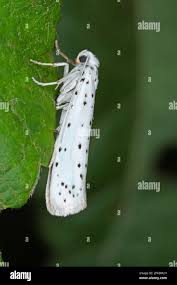 Attēlu rezultāti vaicājumam “Yponomeutidae”