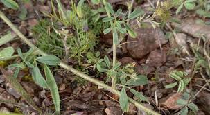 Attēlu rezultāti vaicājumam “Medicago sativa subsp. falcata leaf”