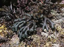 Attēlu rezultāti vaicājumam “Chlorophyta”