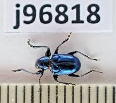 Attēlu rezultāti vaicājumam “Chrysomelidae”