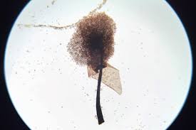 Attēlu rezultāti vaicājumam “Collaria arcyrionema stalked”