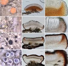 Attēlu rezultāti vaicājumam “Bacidia subincompta”