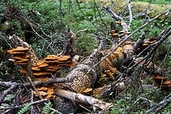 Attēlu rezultāti vaicājumam “Inonotus rheades”