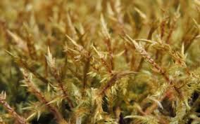 Attēlu rezultāti vaicājumam “Calliergonella cuspidata sporophyte”