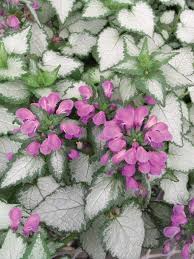 Attēlu rezultāti vaicājumam “Lamium maculatum”