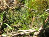 Attēlu rezultāti vaicājumam “Ephemerum serratum”