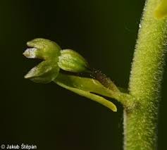 Attēlu rezultāti vaicājumam “Listera ovata fruit”
