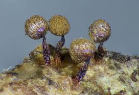 Attēlu rezultāti vaicājumam “Cribraria rubiginosa spores”