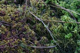 Attēlu rezultāti vaicājumam “Sphagnum contortum”
