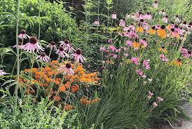 Image result for Echinacea pallida