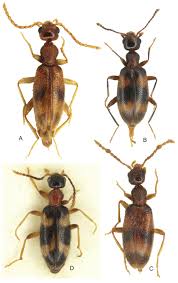 Attēlu rezultāti vaicājumam “Anthicidae”
