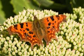 Attēlu rezultāti vaicājumam “Sedum album bud”