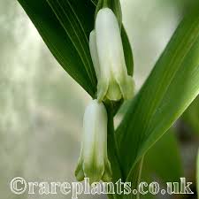 Attēlu rezultāti vaicājumam “Polygonatum odoratum bud”