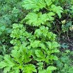 Attēlu rezultāti vaicājumam “Heracleum sosnowskyi leaf”