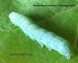 Attēlu rezultāti vaicājumam “Mamestra brassicae larva”