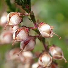 Attēlu rezultāti vaicājumam “Calluna vulgaris fruit”