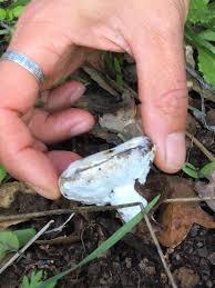 Attēlu rezultāti vaicājumam “Hypomyces armeniacus”