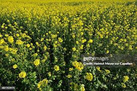 Attēlu rezultāti vaicājumam “Sinapis arvensis”