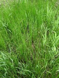 Attēlu rezultāti vaicājumam “Eleocharis acicularis”