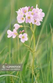 Attēlu rezultāti vaicājumam “Cardamine pratensis flower”