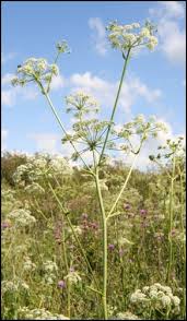 Attēlu rezultāti vaicājumam “Angelica palustris”
