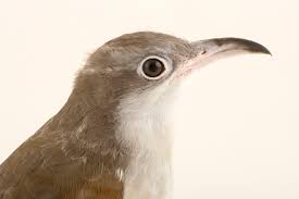 Image result for Coccyzus americanus