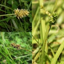 Attēlu rezultāti vaicājumam “Carex lepidocarpa leaf”