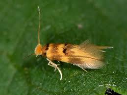 Attēlu rezultāti vaicājumam “Bucculatricidae”