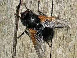 Attēlu rezultāti vaicājumam “Mesembrina meridiana”