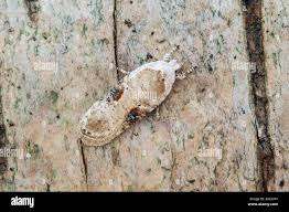 Attēlu rezultāti vaicājumam “Agonopterix alstromeriana”