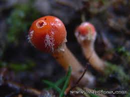 Attēlu rezultāti vaicājumam “Microstoma protracta”