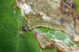 Attēlu rezultāti vaicājumam “Lozotaenia forsterana”