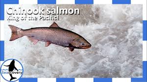 Image result for Oncorhynchus tshawytscha