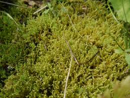 Attēlu rezultāti vaicājumam “Drepanocladus aduncus”