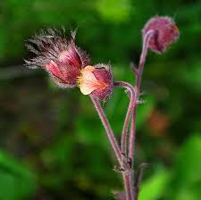 Attēlu rezultāti vaicājumam “Galium rivale flower”