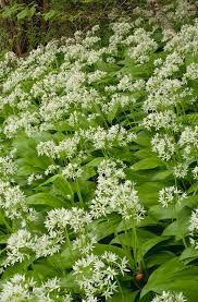 Attēlu rezultāti vaicājumam “Allium ursinum flower”