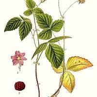 Attēlu rezultāti vaicājumam “Rubus arcticus”